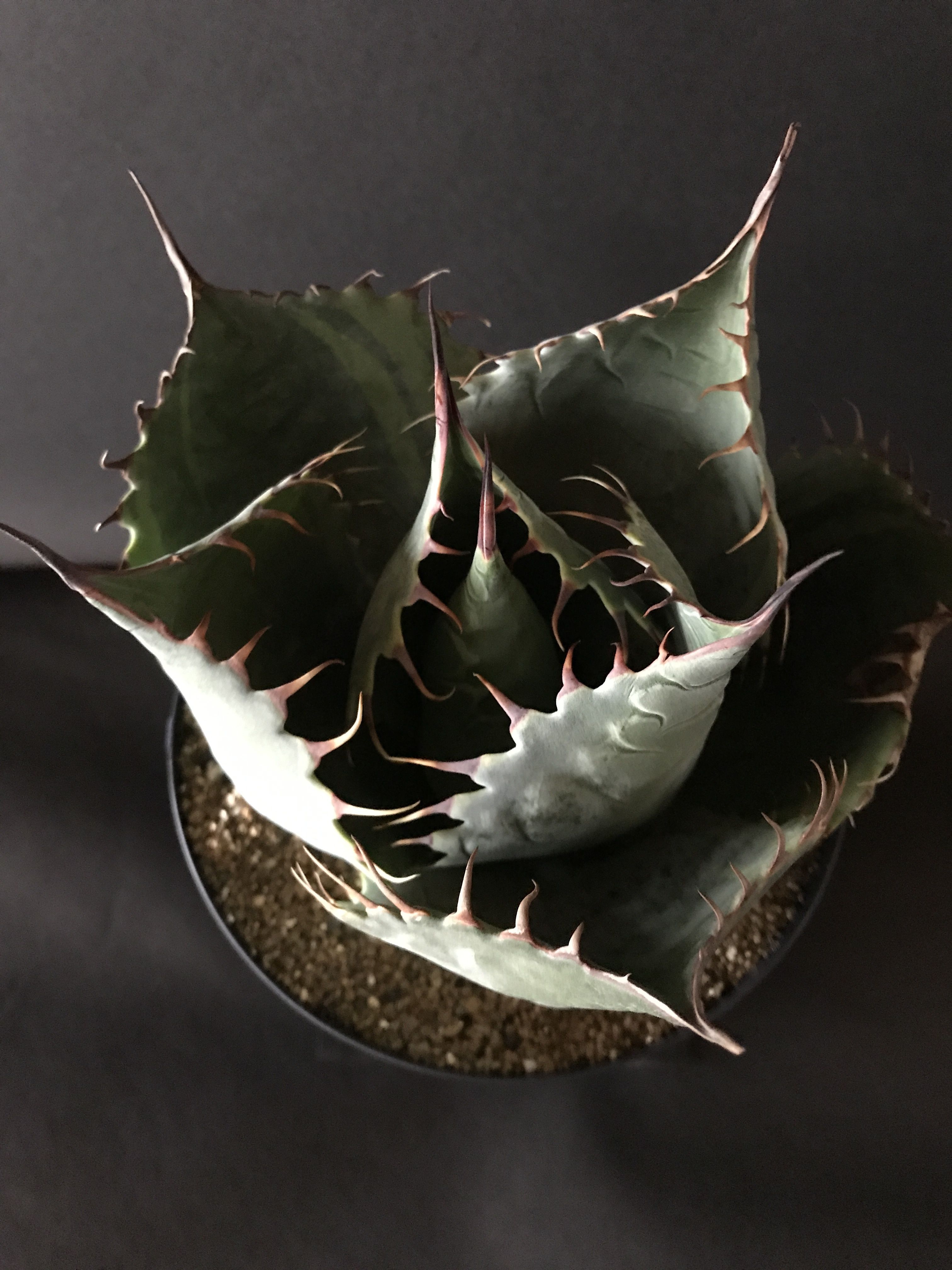アガベ ❛ファイヤーボール❜ Agave parrasana 'Fire ball' |