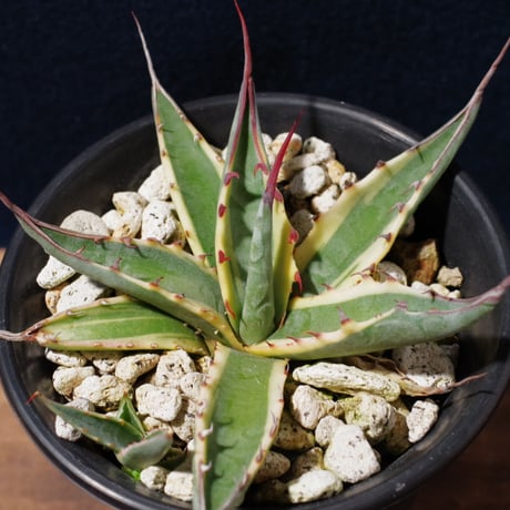 アガベ スカブラ ショート 覆輪　Agave scabra f.variegata 'Short Leaf'