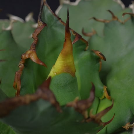 アガベ　チタノータ　Agave　titanota