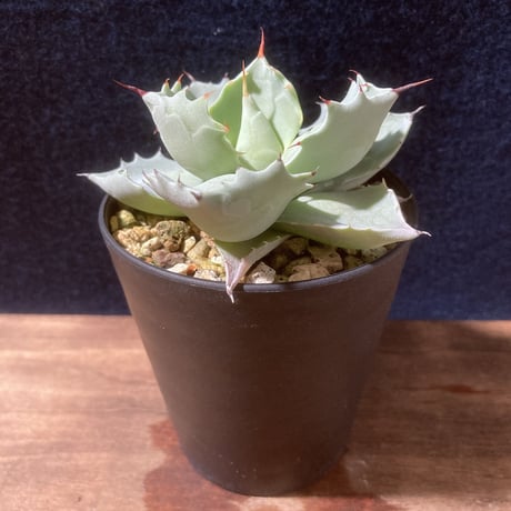【厚葉・青白肌】アガベ イシスメンシス　Agave isthmensis