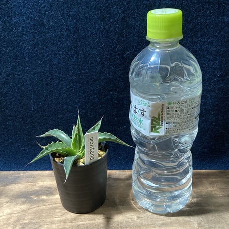アガベ モンタナ 　Agave montana