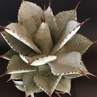 アガベ  ドラゴントゥース  仔株付き　Agave  seemanniana   ssp.  pygmaea  ‘Dragon Toes’