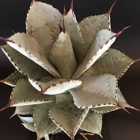 アガベ  ドラゴントゥース  仔株付き　Agave  seemanniana   ssp.  pygmaea  ‘Dragon Toes’