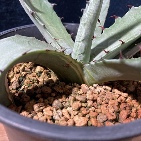 アガベ スカブラ錦 縞斑　Agave scabra f.striata