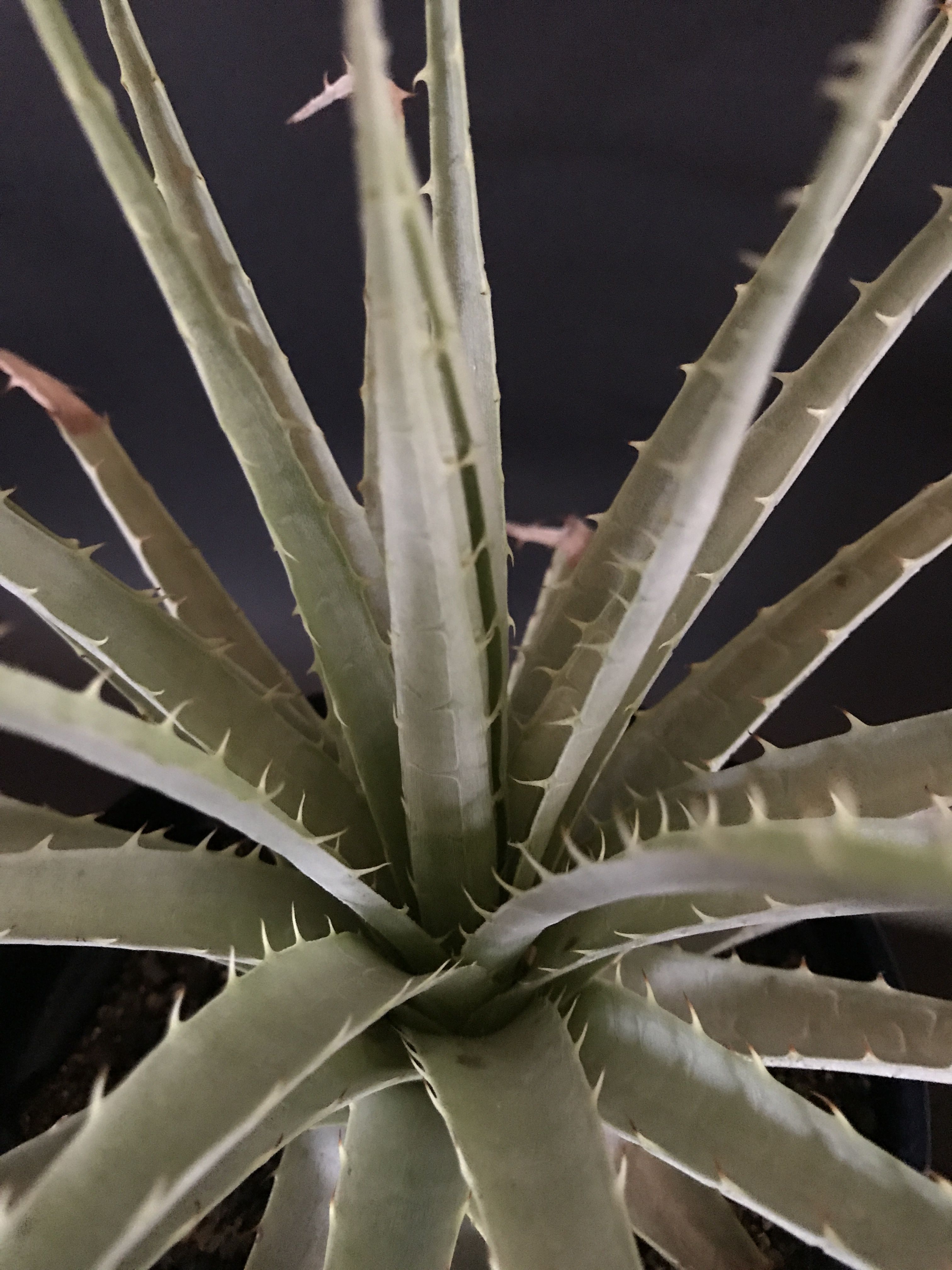 プヤ ベヌスタ A 5ヘッド プヤ ベヌスタ Puya venusta | radical botanics