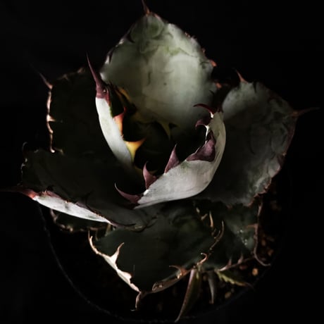 アガベ   ❛ブルーボール❜   子株付き　Agave 'Black and blue'