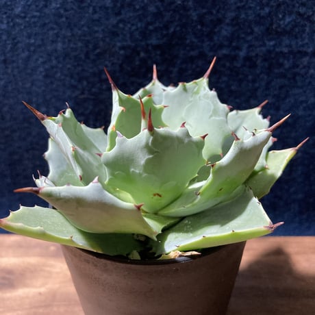 アガベ イストメンシス　Agave isthmensis
