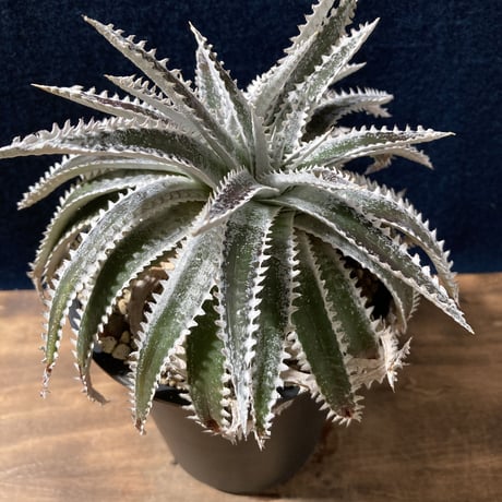 Dyckia Silver Shark　　【最終株】