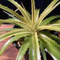 ディッキア パラファト　Dyckia Pallaphat　　【宅配便にて抜き苗発送】