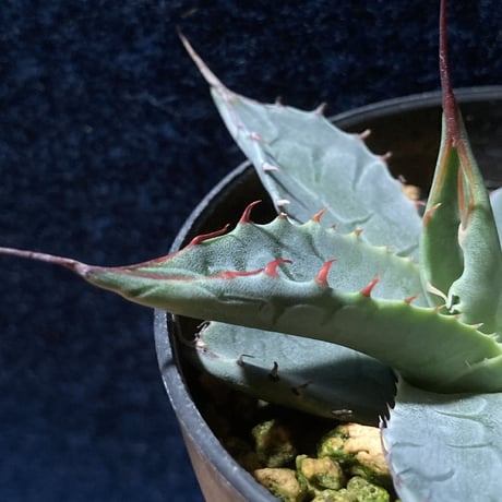 アガベ パラサナ　Agave parrasana