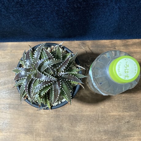 ディッキア カリフォルニア　Dyckia ‘California’
