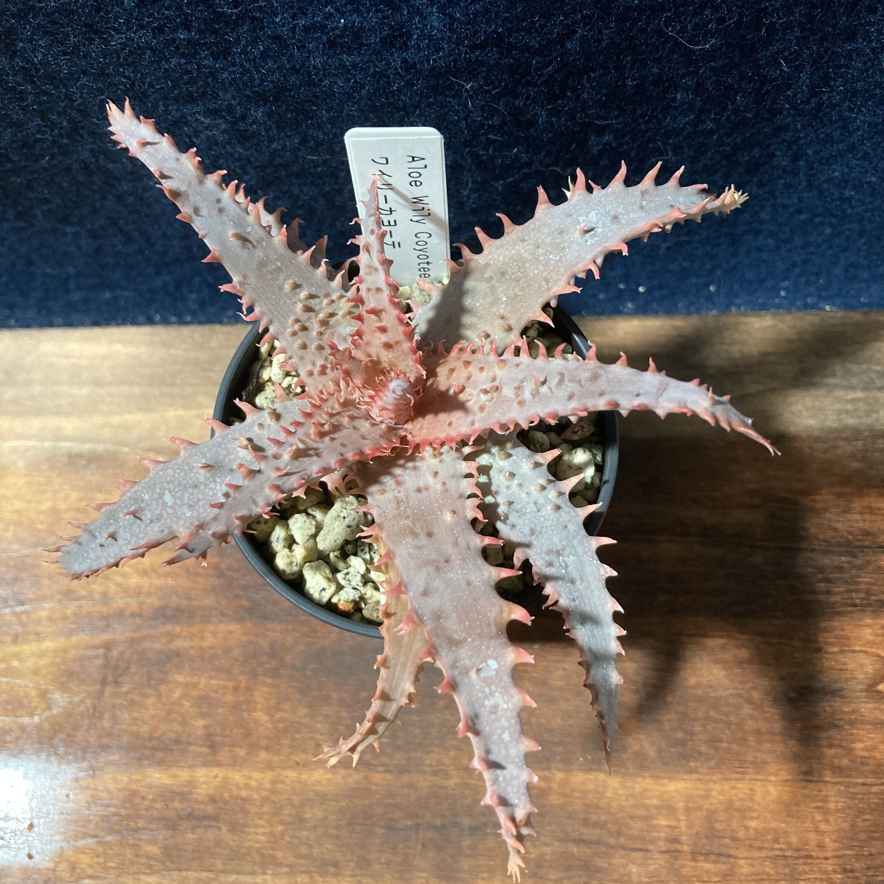 Aloe Willy Coyote アロエ ウィリーコヨーテ アロエ ワイリーカヨーテ Aloe 