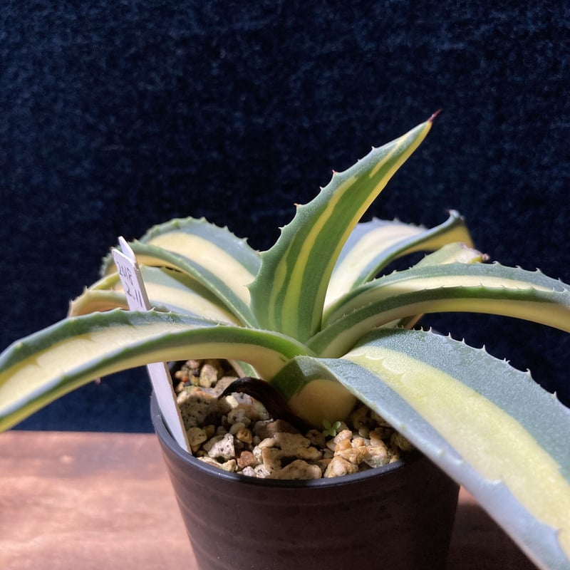 アガベ　アメリカーナ覆輪縞斑　琥珀 アガベ 琥珀竜 Agave americana f.mediopicta aurea | ra