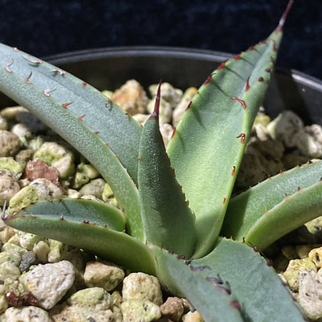 アガベ シャークスキン　Agave nigra “Shark Skin”