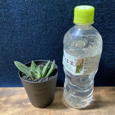 ガステリア 白星竜 モンスト　Gasteria carinata v.verrucosa f.monst.
