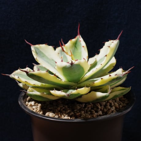 アガベ   スーパークラウン　Agave  potatrum   ‘Super  Crown’