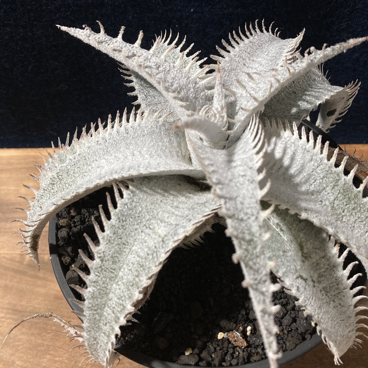 ディッキア Dyckia Code NW-30 Bill Baker ディッキア（Dyckia 'Bill Baker' x 'Arizona' Original Clone