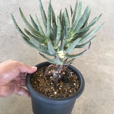 アロエ   ラモシシマ   五分頭　 Aloe  ramosissima