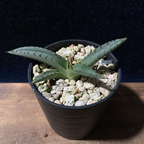 アガベ シャークスキン　Agave nigra “Shark Skin”  　　　　識別code0215