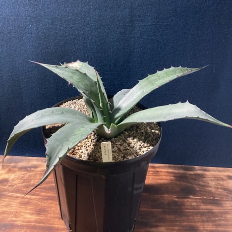 アガベ フェロックス “ギガンティア” 平尾氏輸入株　Agave salmiana v.ferox “Gigantia”　Mr.HIRAO