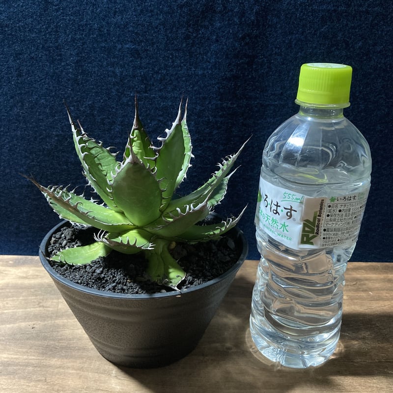 アガベ ホリダ 強鋸歯 Agave horrida | radical botanics アガベ ホリダ 強鋸歯 Agave horrida | radical botanics