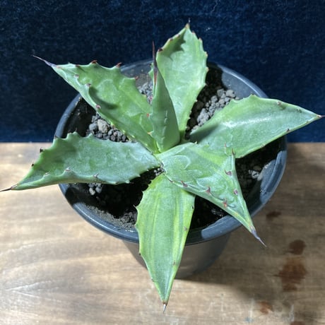 アガベ サルミアナ 墨中斑 “グリーンライトニング”   Agave salmiana “Green Lightning”