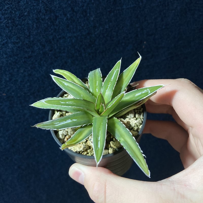 アガベ 笹の雪 黄中斑 | radical botanics