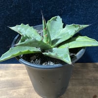プヤ ベヌスタ A 5ヘッド プヤ ベヌスタ Puya venusta | radical botanics