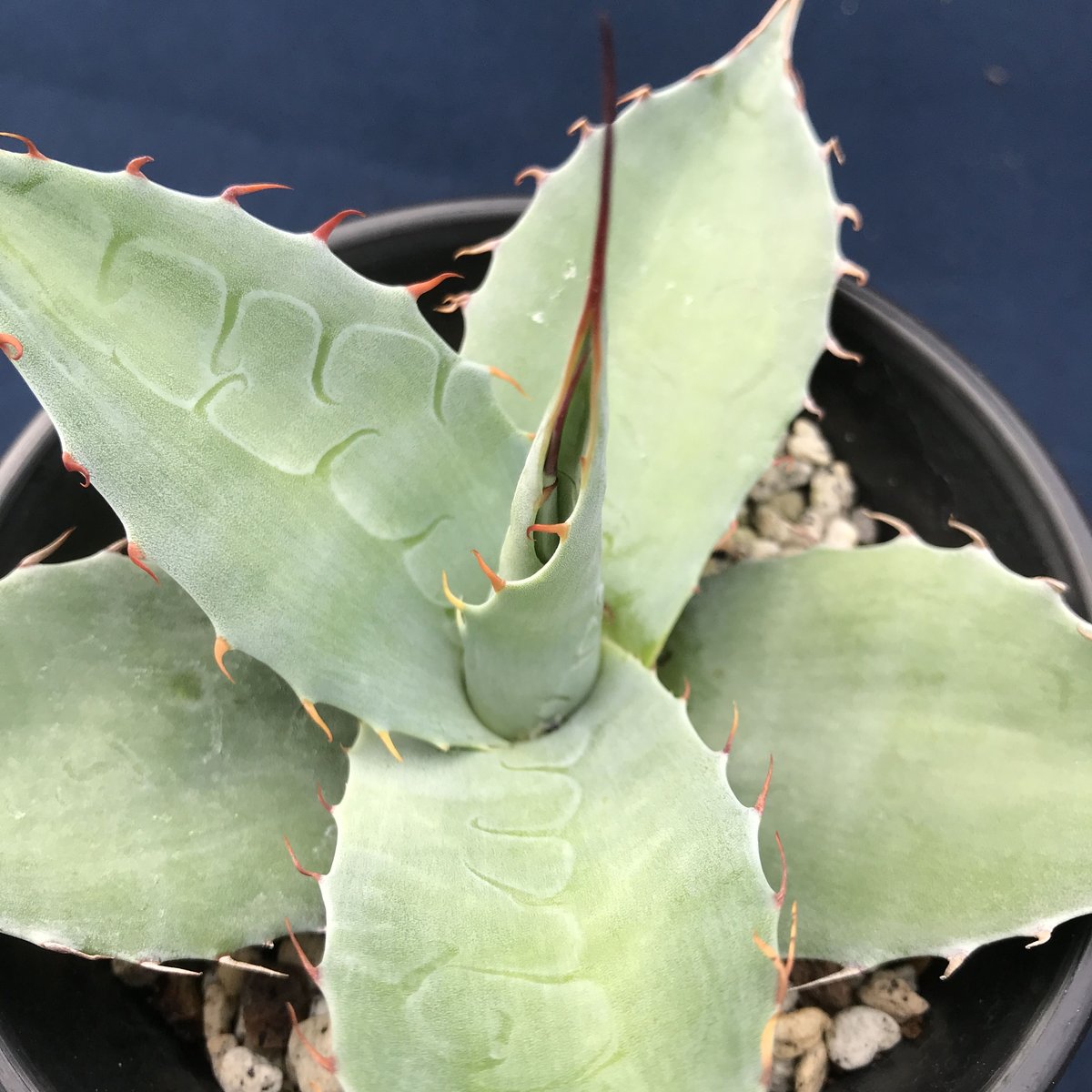 アガベ パラサナ 中斑 後暗みタイプ レア 子株 アガベ パラサナ 中斑 後暗みタイプ レア 子株 アガベ