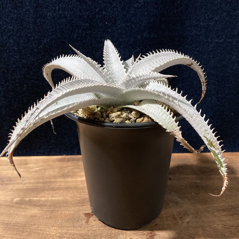 ディッキア マルニエラポストレイ Dyckia marnier-lapostollei | r