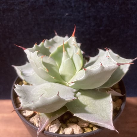 【厚葉・青白肌】アガベ イシスメンシス　Agave isthmensis
