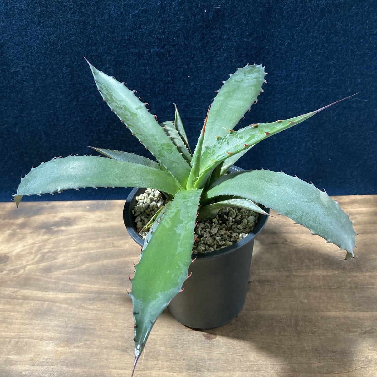 アガベ フェロックス ジョーズタイプ Agave salmiana v.ferox