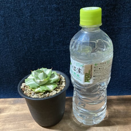 アガベ 王妃雷神 白中斑　Agave potatorum “Ouhi Raijin” f.mediopicta