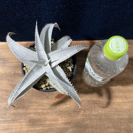 ディッキア マルニエラポストレイ　Dyckia ｍarnier-lapostollei