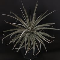 プヤ セルーレア  Puya coerulea var. coerulea