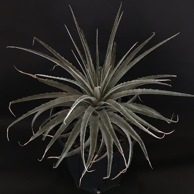プヤ セルーレア Puya coerulea var. coerulea | radical