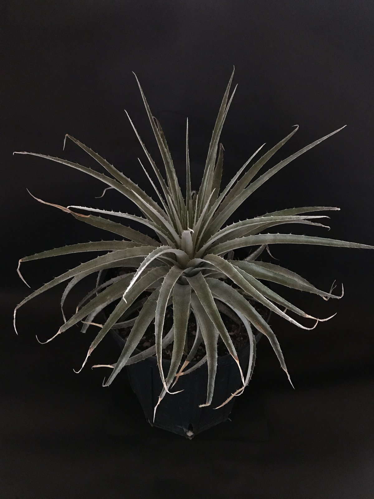 プヤ セルーレア Puya coerulea var. coerulea | radical