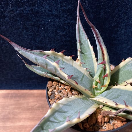 アガベ スカブラ錦 白黄覆輪　Agave scabra f.marginata