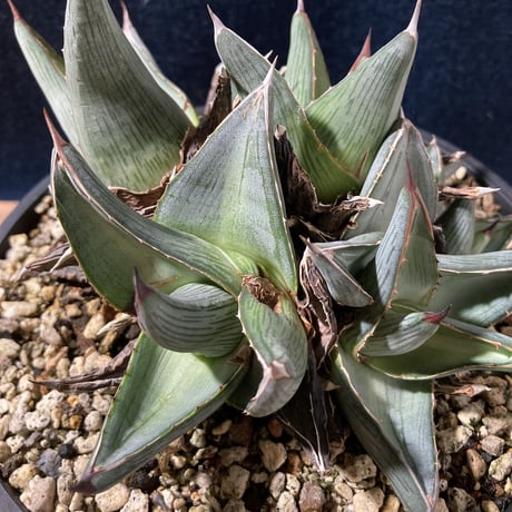 アガベ プミラ クラスターフェスト　Agave pumila “Clusterfest”