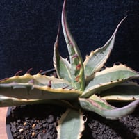 アガベ ザルケンシス錦 白黄覆輪　Agave scabra v.zarucensis f. aureo marginata