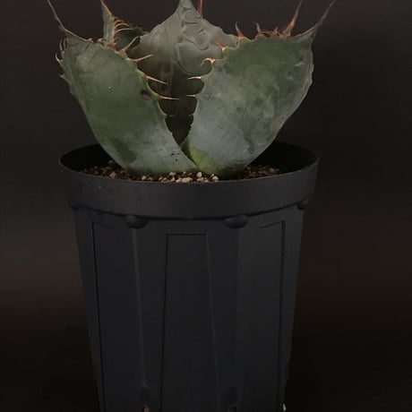 アガベ　❛ファイヤーボール❜　Agave  parrasana  ’Fire ball’
