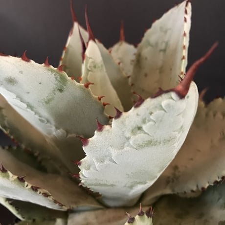 アガベ  ドラゴントゥース  仔株付き　Agave  seemanniana   ssp.  pygmaea  ‘Dragon Toes’
