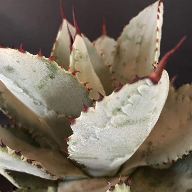 アガベ ドラゴントゥース 仔株付き Agave seemanniana ssp. ...