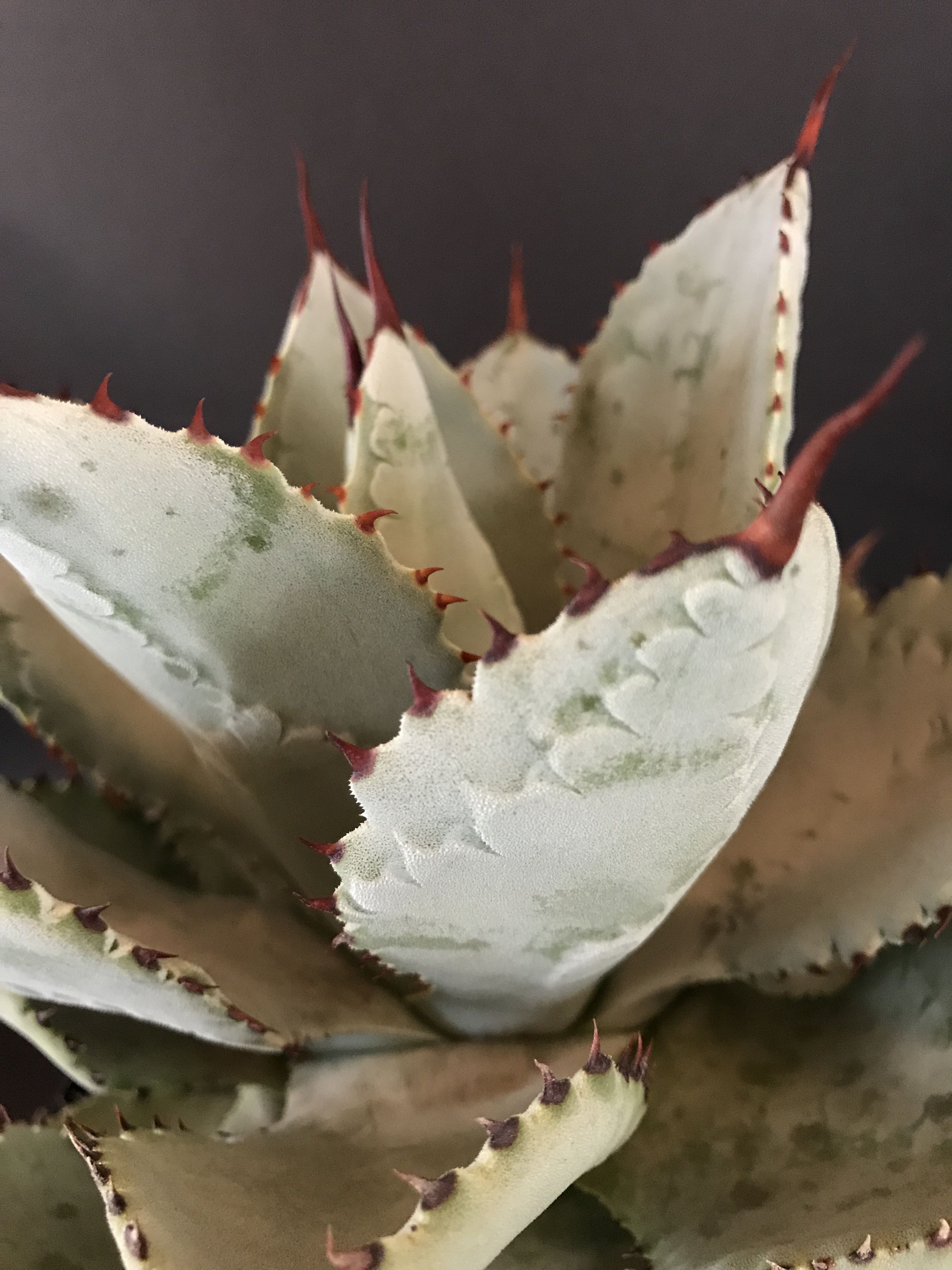 アガベ ドラゴントゥース 仔株付き Agave seemanniana ssp.