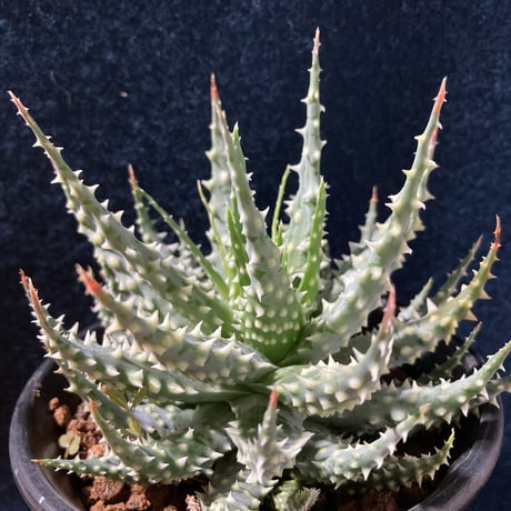 アロエ 児玉白磁盃　Aloe pratensis