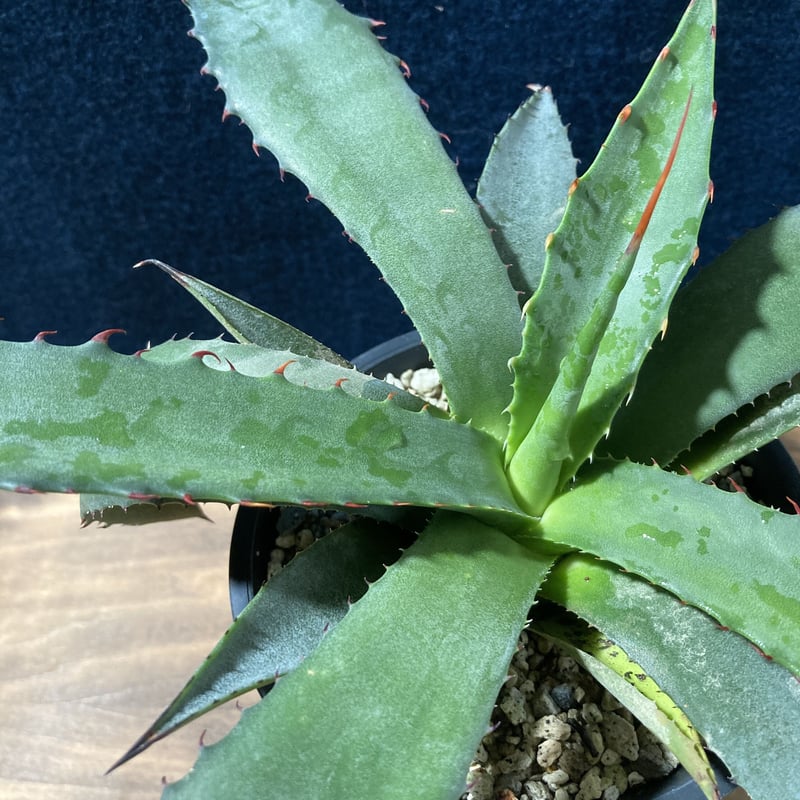 アガベ フェロックス ジョーズタイプ Agave salmiana v.ferox