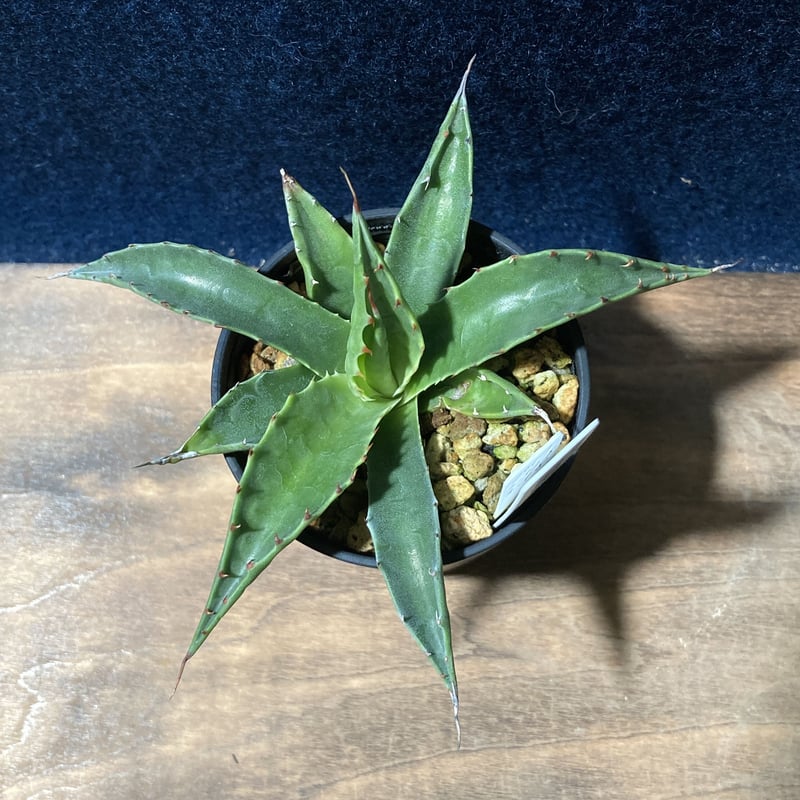 アガベ モンタナ Agave montana | radical botanics