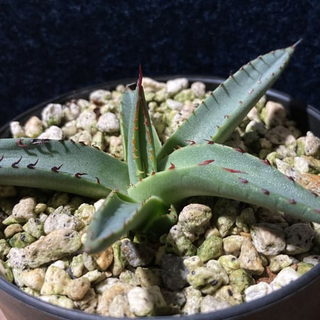 アガベ シャークスキン　Agave nigra “Shark Skin”