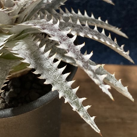 Dyckia N'S-Hyb.(fosteriana Senges Parana Brazil × Dyckia “Bare Bones”)   (識別code:world's first)