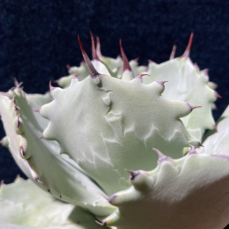 Agave isthmensis × parviflora　　最優良選抜